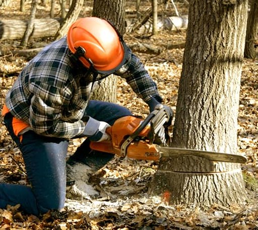 Tree Removal in Myrtlewood, AL